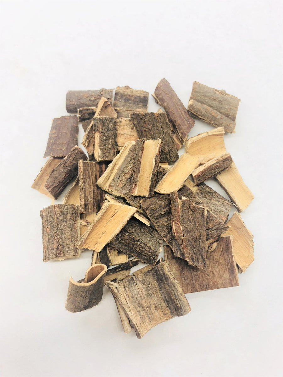 標本 Peru Homophileurus waldenfelsi 51mm Replica Mauer Jaw For Sale — Skulls Unlimited International