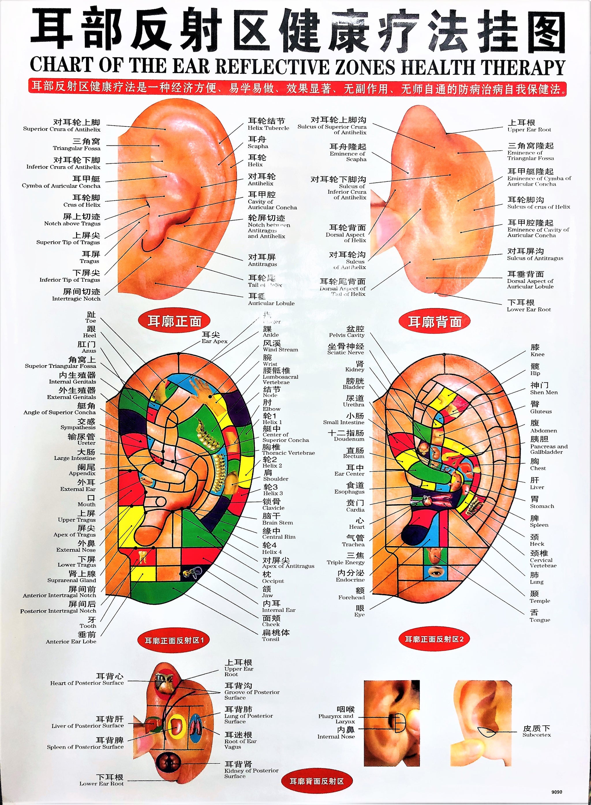 Reflexology Ear Chart Free