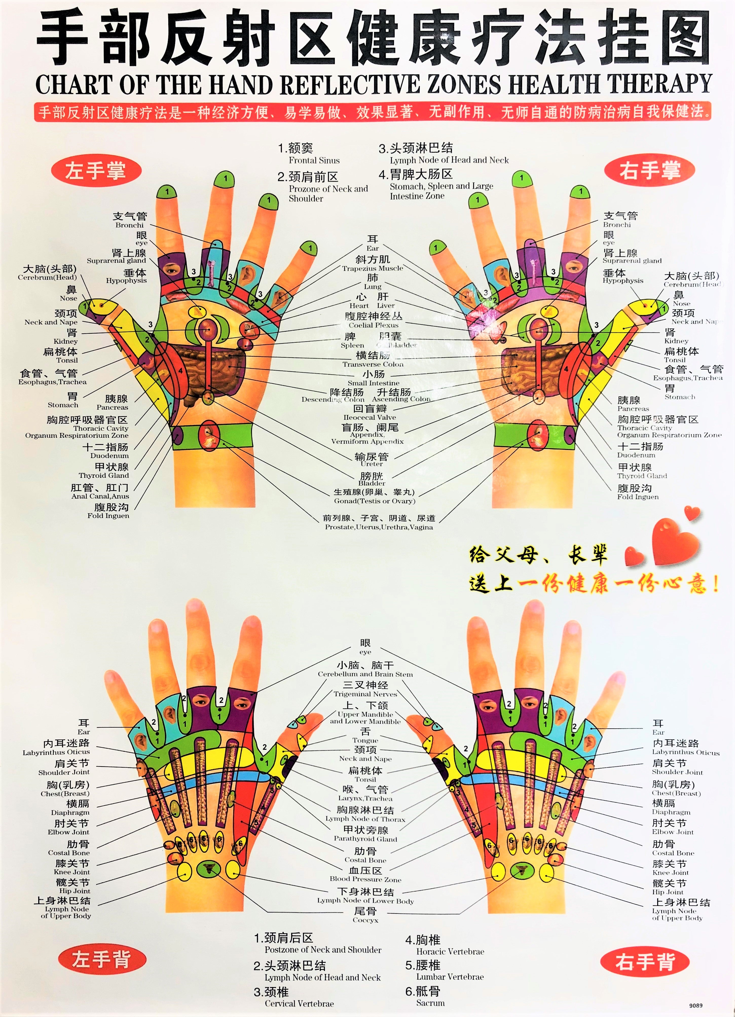 Chart of the Hand Reflective Zones Health Therapy 手部反射区健康疗法挂图 – The ...
