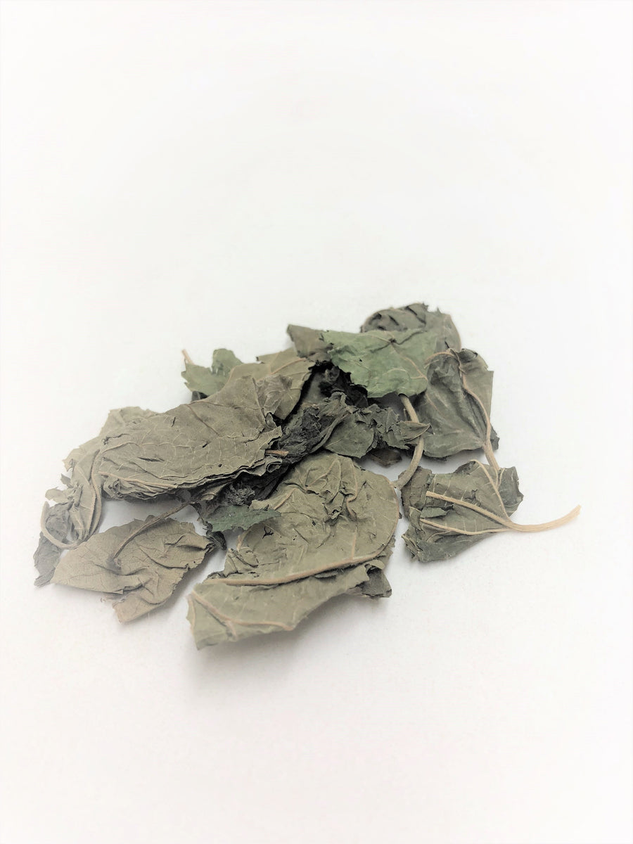 Dong Sang Ye (Winter Mulberry Leaf, Folium Mori, 冬桑叶) Chinese Herbs
